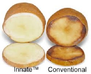 The 'Innate' Potato