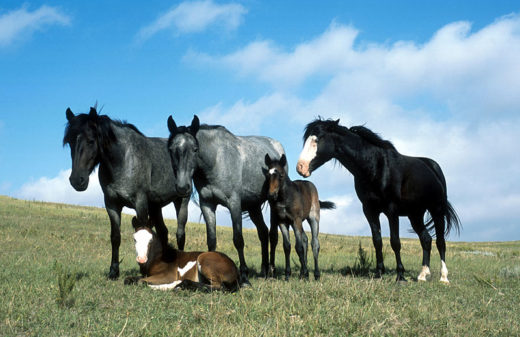 The Nokota stallion Jumping Jack and his band of two mares and foals on the North Dakota prairie. by Seth Zeigler at the Nokota Horse Conservancy, Linton, North Dakota