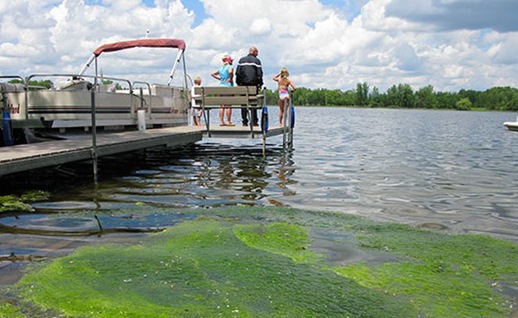 Blue Algae on a Minnesota Lake, Courtesy of Minnesota Pollution Control.