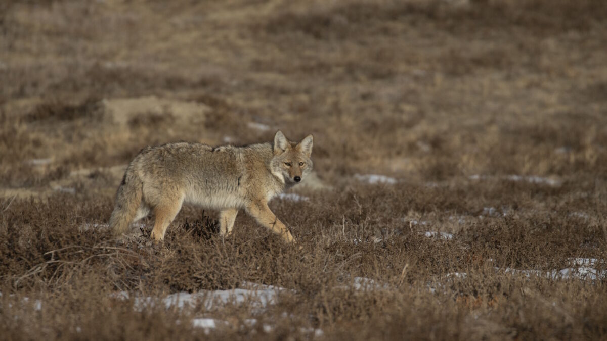 ND Game & Fish Working to Connect Coyote Hunters and Livestock Owners