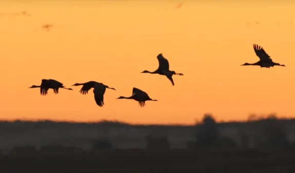Sandhill Crane Migration