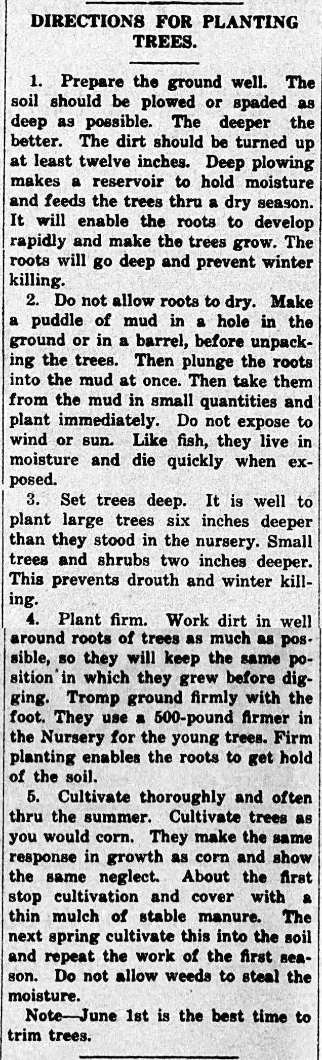 How to Plant Trees