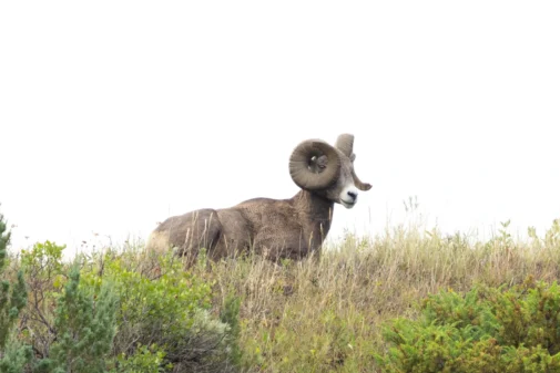 Bighorn Sheep