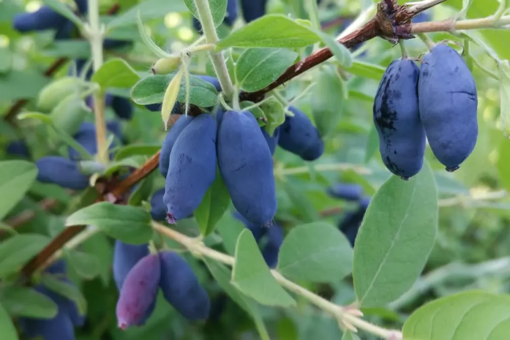 Dakota Gardener: The best new fruit for the Dakotas – TheMinotVoice.com
