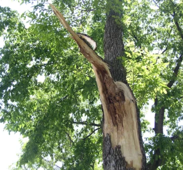 Tree Damage