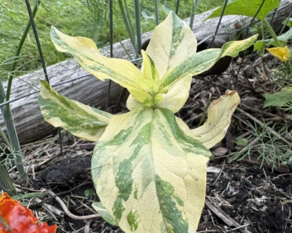 Plant Variegation